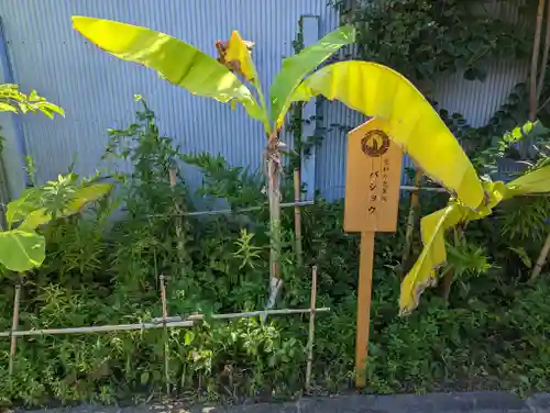 粟嶋堂宗徳寺の自然