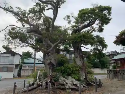 大原八幡神社の自然