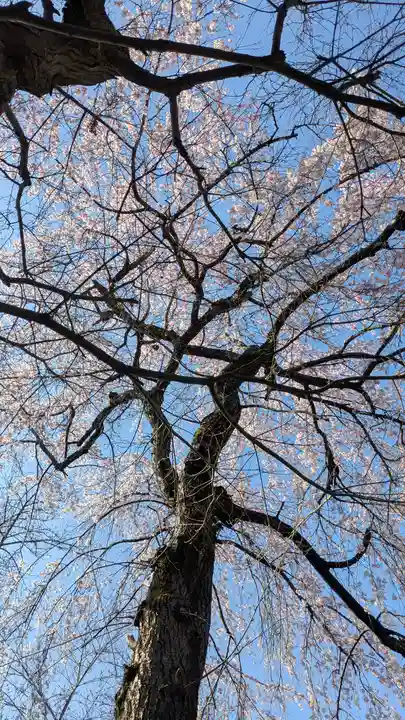 妙雲院(京都府)