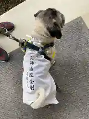 勝覚寺の動物