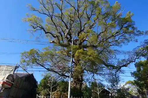 新熊野神社の自然