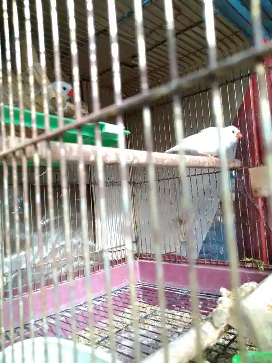 高知八幡宮(高知県)