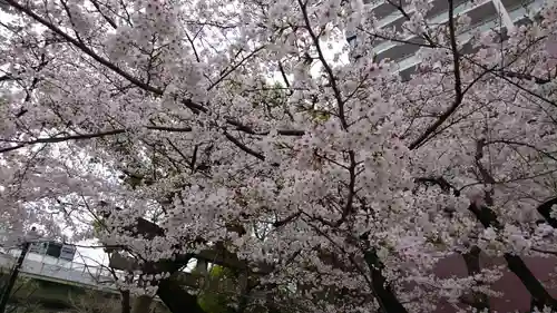 若宮八幡社の自然