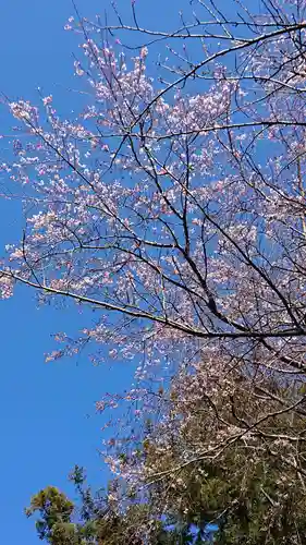 間々田八幡宮の自然