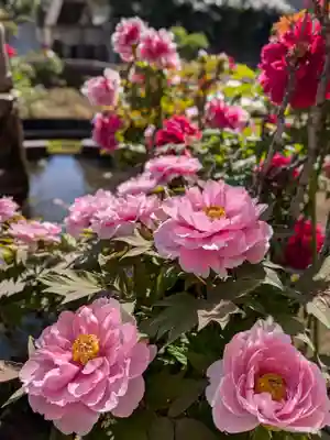 禅定院(東京都)