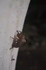 洲崎神社の動物