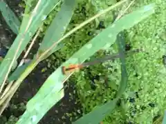 青麻神社の動物