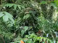 大山祇神社の狛犬