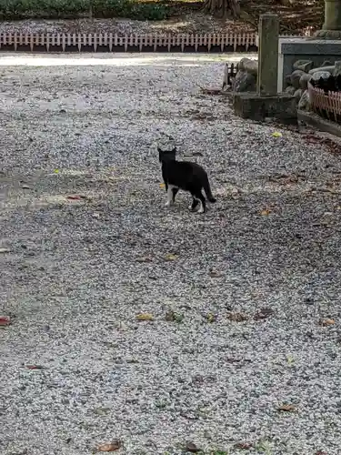 八幡社（柏井町）の動物