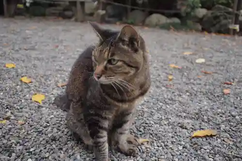 高麗神社の動物