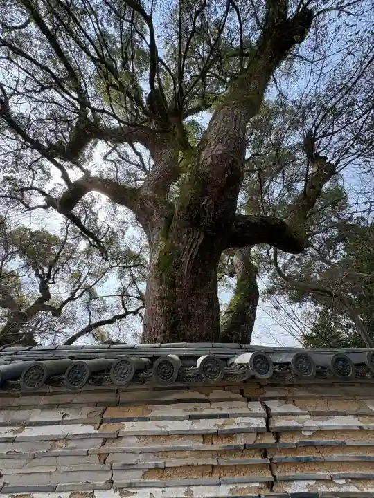 石清水八幡宮の{uncategorized: "未分類", other: "その他", undefined: "問題あり", building: "その他建物", grave: "お墓", sacred_gate: "鳥居", guardian: "狛犬", statue: "像", buddha: "仏像", history: "歴史", nature: "自然", garden: "庭園", animal: "動物", pagoda: "塔", temizu: "手水舎", mountain_gate: "山門・神門", sanctuary: "本殿・本堂", subordinate: "末社・摂社", art: "芸術", scenery: "景色", jizo: "地蔵", ema: "絵馬", goshuin: "御朱印", omikuji: "おみくじ", items: "授与品その他", amulet: "お守り", goshuincho: "御朱印帳", eats: "食事", festival: "お祭り", votive_dance: "神楽", shichigosan: "七五三参", wedding: "結婚式", experience: "体験その他", initially: "初詣", around: "周辺", anti_infection: "感染症対策"}