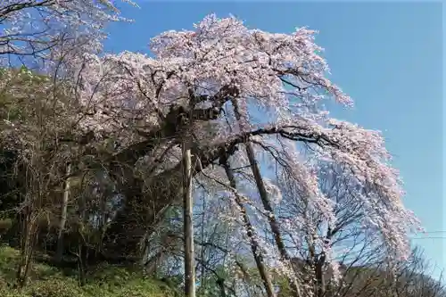 蓮華寺の庭園