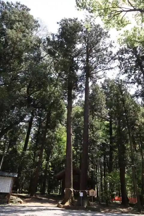 間々田八幡宮の自然