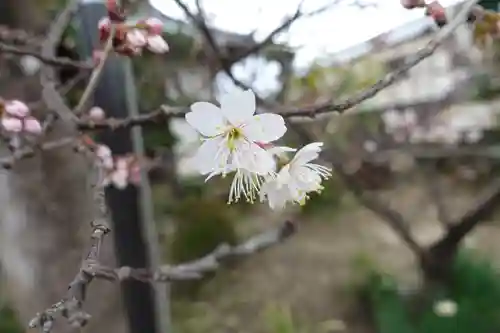 帯解寺の自然