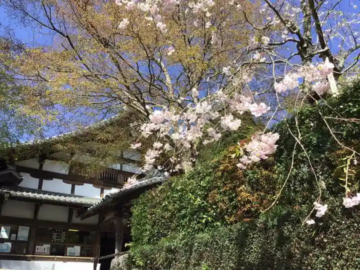 三千院門跡の自然