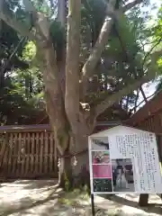 天岩戸神社(宮崎県)