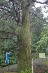 十五社神社の自然