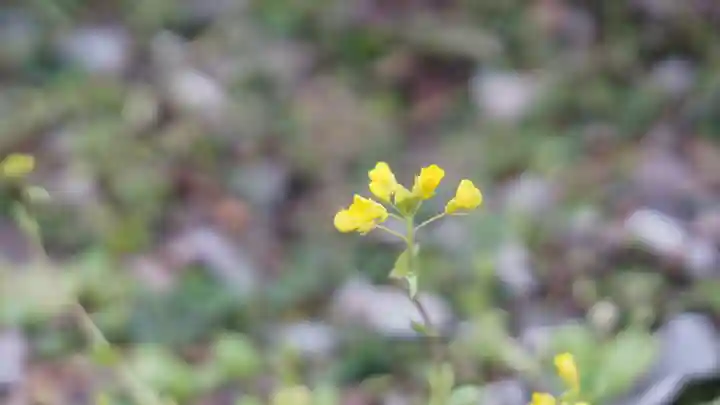 平野神社の自然