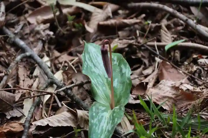 鹿島大神宮の自然