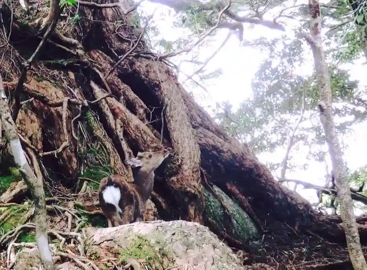 益救神社奥宮(鹿児島県)