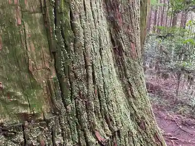 幣立神宮の自然