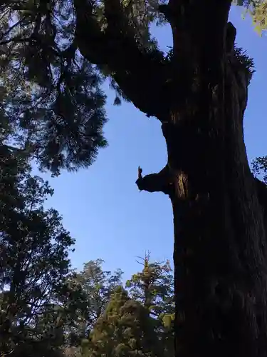 霧島神宮の自然