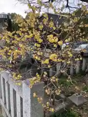 水堂須佐男神社の自然