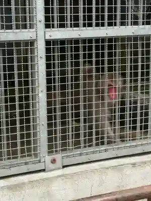 日吉大社の{uncategorized: "未分類", other: "その他", undefined: "問題あり", building: "その他建物", grave: "お墓", sacred_gate: "鳥居", guardian: "狛犬", statue: "像", buddha: "仏像", history: "歴史", nature: "自然", garden: "庭園", animal: "動物", pagoda: "塔", temizu: "手水舎", mountain_gate: "山門・神門", sanctuary: "本殿・本堂", subordinate: "末社・摂社", art: "芸術", scenery: "景色", jizo: "地蔵", ema: "絵馬", goshuin: "御朱印", omikuji: "おみくじ", items: "授与品その他", amulet: "お守り", goshuincho: "御朱印帳", eats: "食事", festival: "お祭り", votive_dance: "神楽", shichigosan: "七五三参", wedding: "結婚式", experience: "体験その他", initially: "初詣", around: "周辺", anti_infection: "感染症対策"}