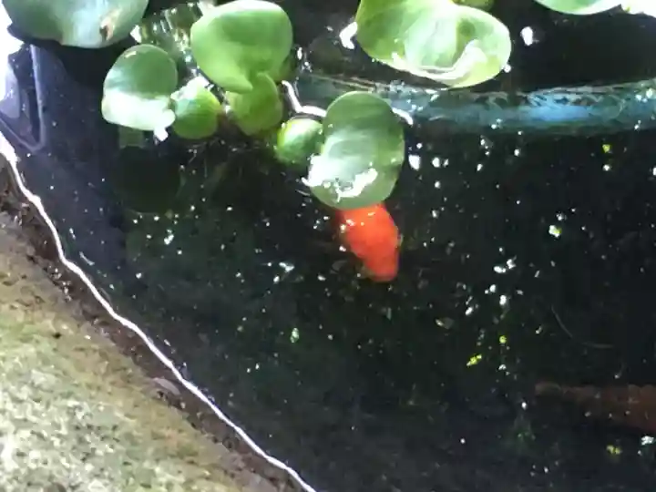 春日神社の動物