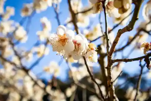 成田山新勝寺の{uncategorized: "未分類", other: "その他", undefined: "問題あり", building: "その他建物", grave: "お墓", sacred_gate: "鳥居", guardian: "狛犬", statue: "像", buddha: "仏像", history: "歴史", nature: "自然", garden: "庭園", animal: "動物", pagoda: "塔", temizu: "手水舎", mountain_gate: "山門・神門", sanctuary: "本殿・本堂", subordinate: "末社・摂社", art: "芸術", scenery: "景色", jizo: "地蔵", ema: "絵馬", goshuin: "御朱印", omikuji: "おみくじ", items: "授与品その他", amulet: "お守り", goshuincho: "御朱印帳", eats: "食事", festival: "お祭り", votive_dance: "神楽", shichigosan: "七五三参", wedding: "結婚式", experience: "体験その他", initially: "初詣", around: "周辺", anti_infection: "感染症対策"}