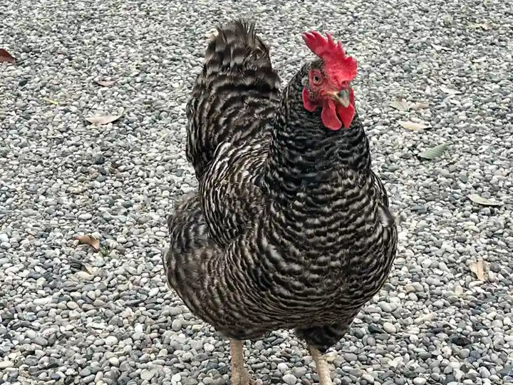 聖神社(大阪府)