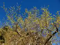 宝登山神社奥宮(埼玉県)