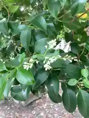 七所神社の自然