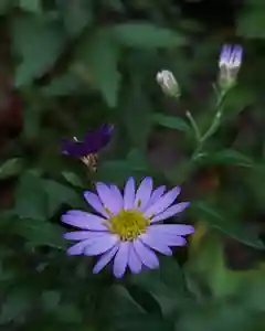 長命寺の自然(2021年10月13日(水) 05時32分48秒投稿)
