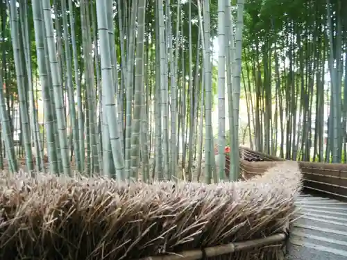 化野念仏寺の自然