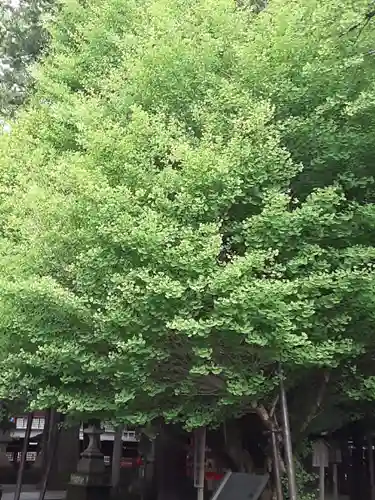 秩父神社(埼玉県)