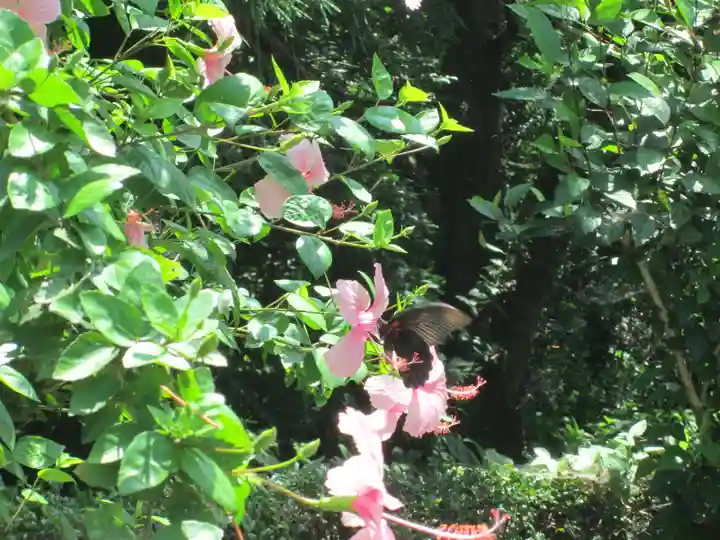 屋久島大社の自然