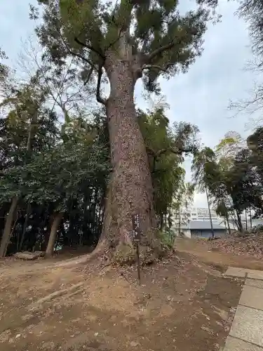 眞福寺の{uncategorized: "未分類", other: "その他", undefined: "問題あり", building: "その他建物", grave: "お墓", sacred_gate: "鳥居", guardian: "狛犬", statue: "像", buddha: "仏像", history: "歴史", nature: "自然", garden: "庭園", animal: "動物", pagoda: "塔", temizu: "手水舎", mountain_gate: "山門・神門", sanctuary: "本殿・本堂", subordinate: "末社・摂社", art: "芸術", scenery: "景色", jizo: "地蔵", ema: "絵馬", goshuin: "御朱印", omikuji: "おみくじ", items: "授与品その他", amulet: "お守り", goshuincho: "御朱印帳", eats: "食事", festival: "お祭り", votive_dance: "神楽", shichigosan: "七五三参", wedding: "結婚式", experience: "体験その他", initially: "初詣", around: "周辺", anti_infection: "感染症対策"}