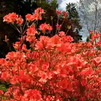豊景神社の自然