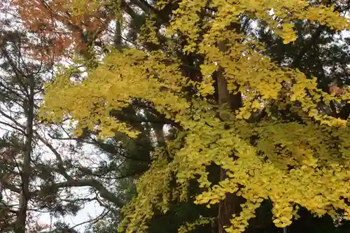阿久津「田村神社」（郡山市阿久津町）旧社名：伊豆箱根三嶋三社の自然