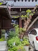 専定寺(京都府)