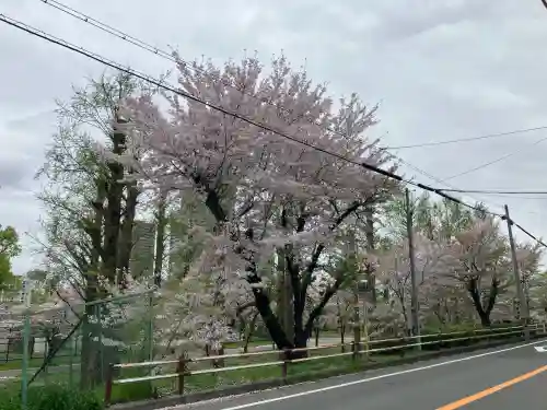 櫻宮の{uncategorized: "未分類", other: "その他", undefined: "問題あり", building: "その他建物", grave: "お墓", sacred_gate: "鳥居", guardian: "狛犬", statue: "像", buddha: "仏像", history: "歴史", nature: "自然", garden: "庭園", animal: "動物", pagoda: "塔", temizu: "手水舎", mountain_gate: "山門・神門", sanctuary: "本殿・本堂", subordinate: "末社・摂社", art: "芸術", scenery: "景色", jizo: "地蔵", ema: "絵馬", goshuin: "御朱印", omikuji: "おみくじ", items: "授与品その他", amulet: "お守り", goshuincho: "御朱印帳", eats: "食事", festival: "お祭り", votive_dance: "神楽", shichigosan: "七五三参", wedding: "結婚式", experience: "体験その他", initially: "初詣", around: "周辺", anti_infection: "感染症対策"}