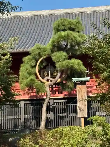 清水観音堂の自然