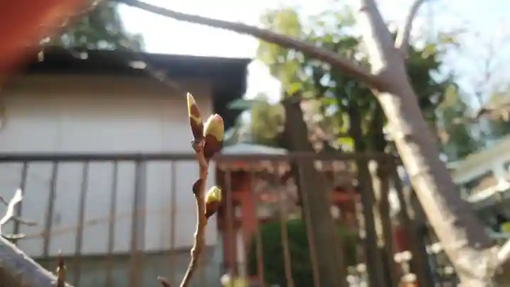 浄土宗 光明山 大蓮寺(照曜会館)の自然