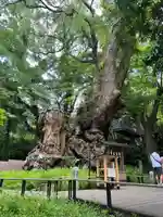 來宮神社(静岡県)