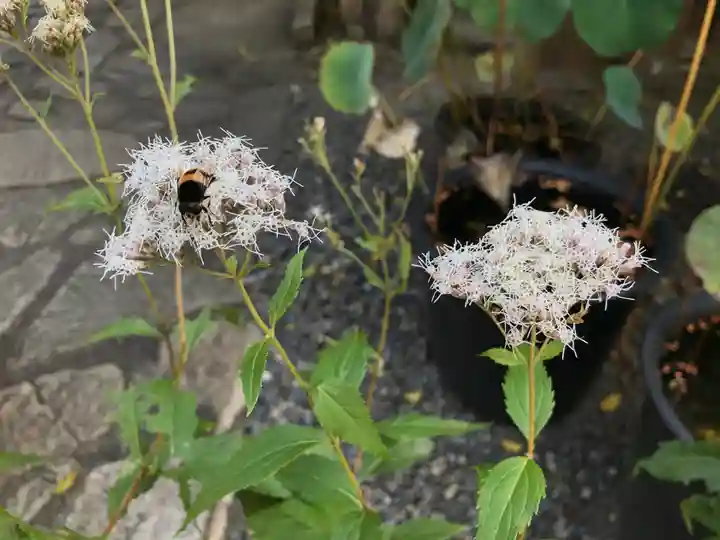 行願寺(革堂)の自然