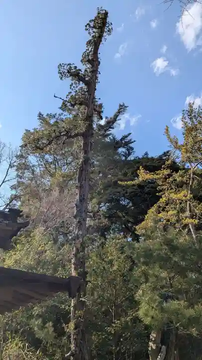 出羽神社の自然