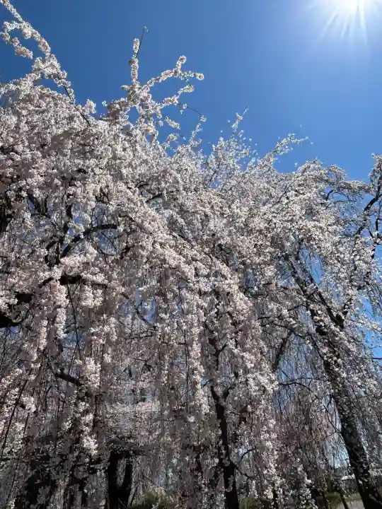 安養寺の{uncategorized: "未分類", other: "その他", undefined: "問題あり", building: "その他建物", grave: "お墓", sacred_gate: "鳥居", guardian: "狛犬", statue: "像", buddha: "仏像", history: "歴史", nature: "自然", garden: "庭園", animal: "動物", pagoda: "塔", temizu: "手水舎", mountain_gate: "山門・神門", sanctuary: "本殿・本堂", subordinate: "末社・摂社", art: "芸術", scenery: "景色", jizo: "地蔵", ema: "絵馬", goshuin: "御朱印", omikuji: "おみくじ", items: "授与品その他", amulet: "お守り", goshuincho: "御朱印帳", eats: "食事", festival: "お祭り", votive_dance: "神楽", shichigosan: "七五三参", wedding: "結婚式", experience: "体験その他", initially: "初詣", around: "周辺", anti_infection: "感染症対策"}