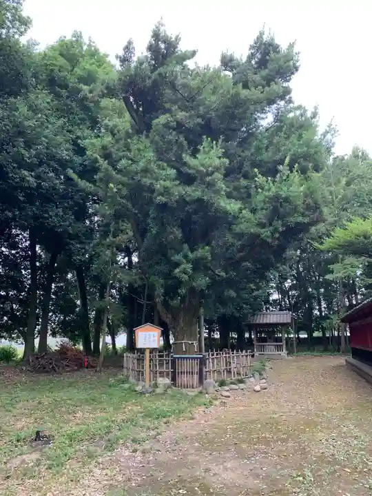 伊弉諾神社(埼玉県)