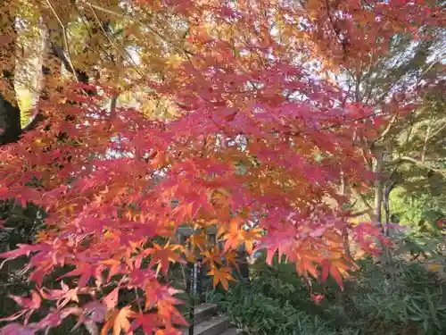 岡寺（龍蓋寺）の自然